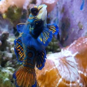 Meet your Posher, Alexa